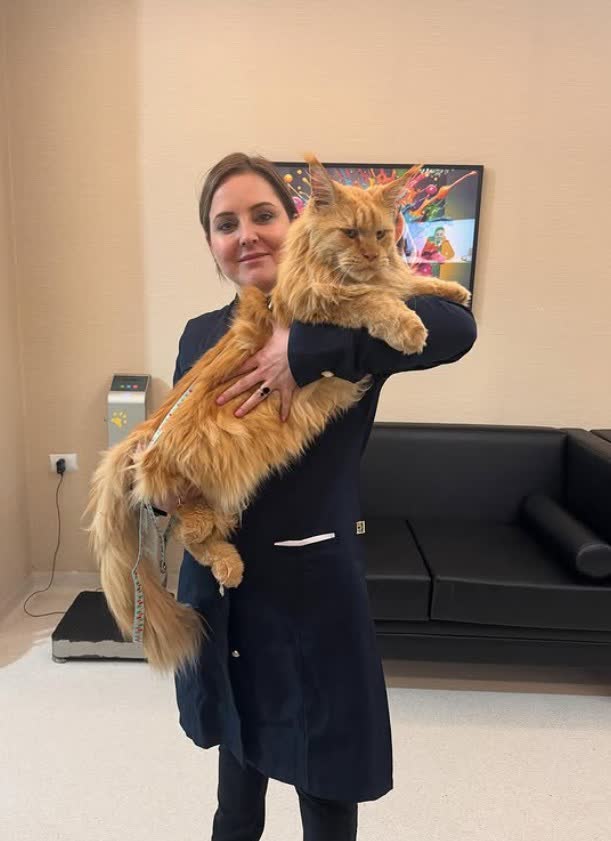 Dra. Andréa Villanova com um maine coon laranja